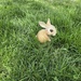 Late Easter bunny