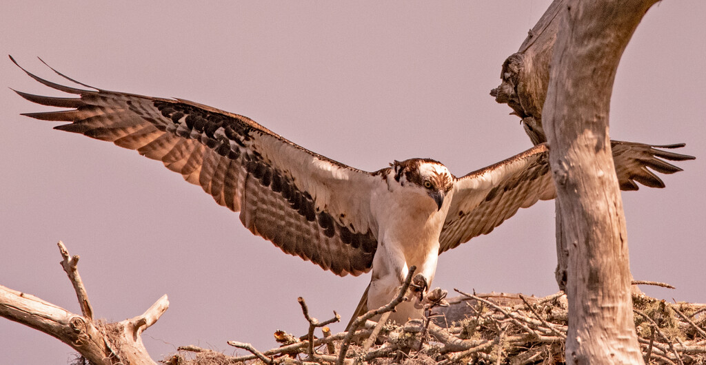 Coming in for Nest Duty! by rickster549