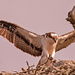Coming in for Nest Duty!