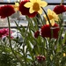 Daffodils and ranunculus 