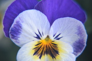 24th Apr 2025 - Macro Pansy