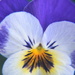 Macro Pansy