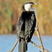 Little Cormorant 