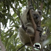 nursing mamma