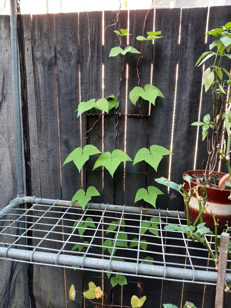 Beans by mozette
