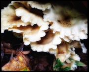 25th Apr 2025 - Fungi in the Forest