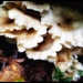 Fungi in the Forest