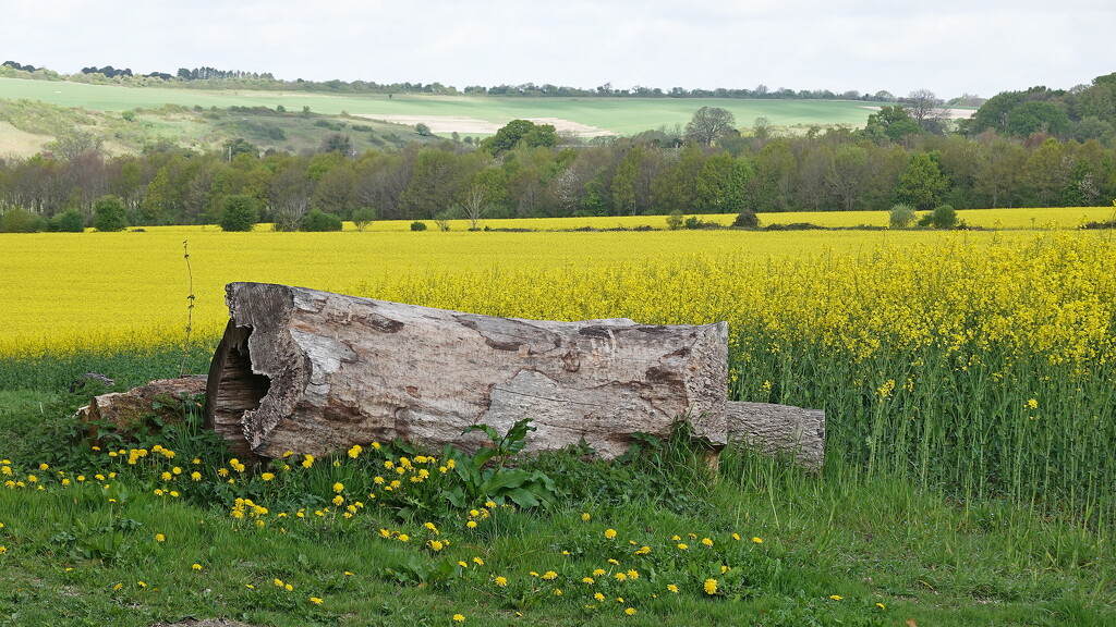 yellow is the colour by quietpurplehaze21