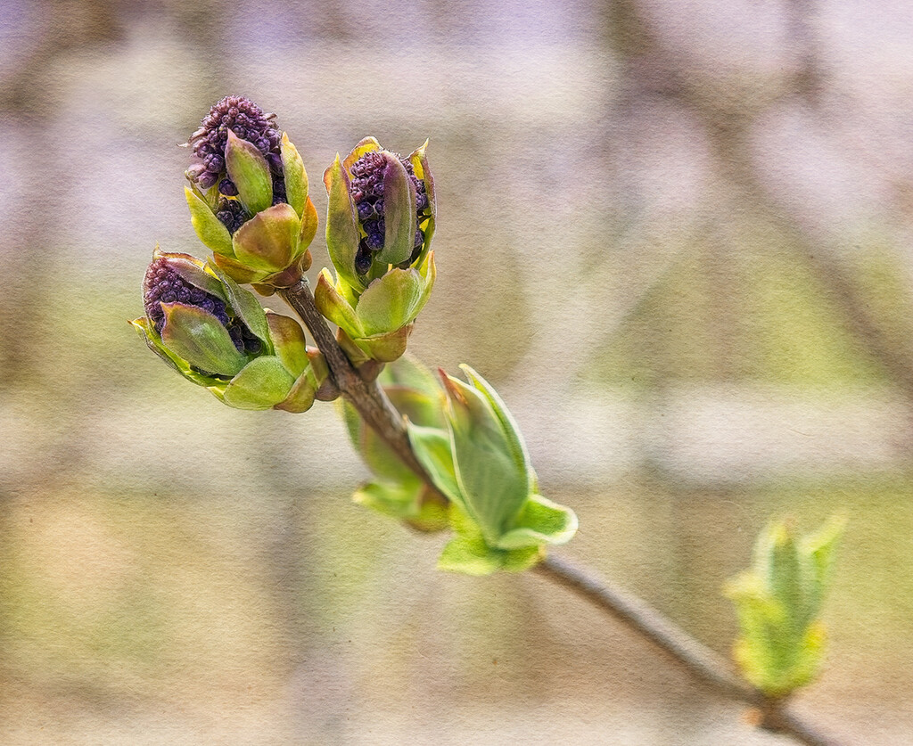 Lilac Flowers Forming by gardencat