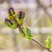 Lilac Flowers Forming