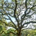 Mighty Oak