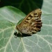 SPECKLED WOOD