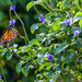 Monarch