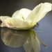 Hellebore ~~~~~