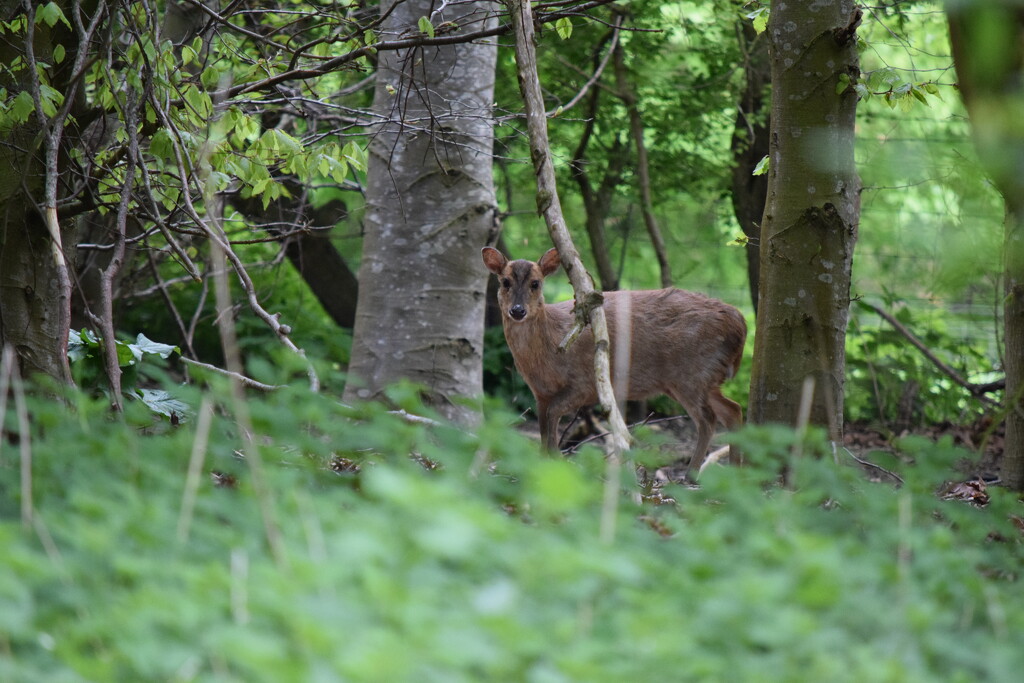 Deer by dragey74