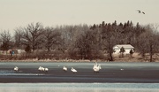 25th Apr 2025 - Snow Geese Version 2