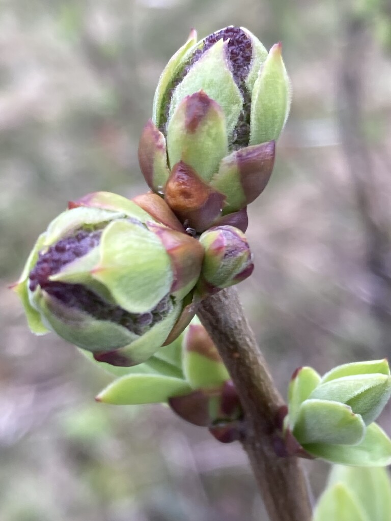 Lilac Buds! by spanishliz