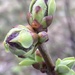 Lilac Buds!