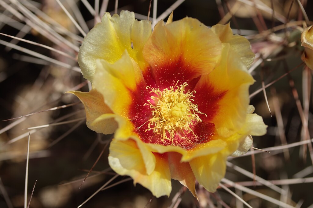 prickly pear bloom by blueberry1222