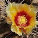 prickly pear bloom