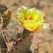opuntia bloom