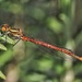 Red Damselfly  by 30pics4jackiesdiamond