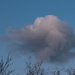 I wandered lonely as a cloud