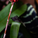 Aechmea