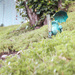 Little Garden Sentinel
