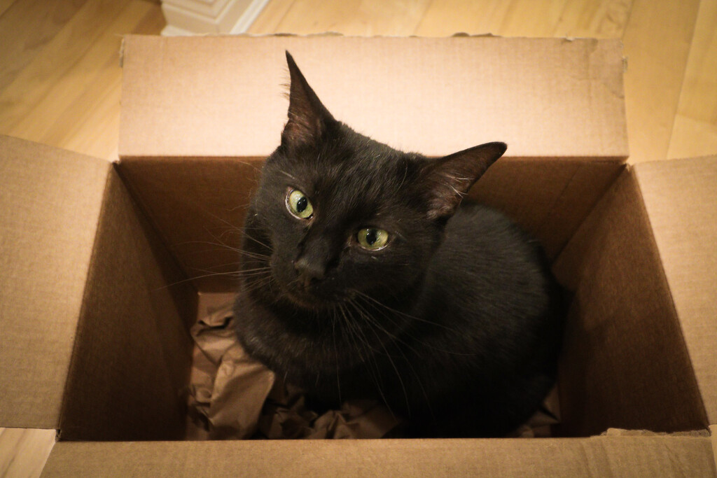 Cat in a box by librarymom