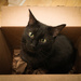 Cat in a box