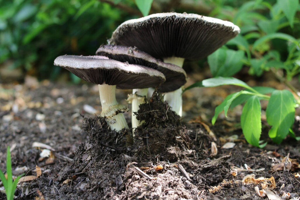 Mushrooms by librarymom