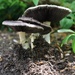 Mushrooms