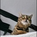 King of the castle.