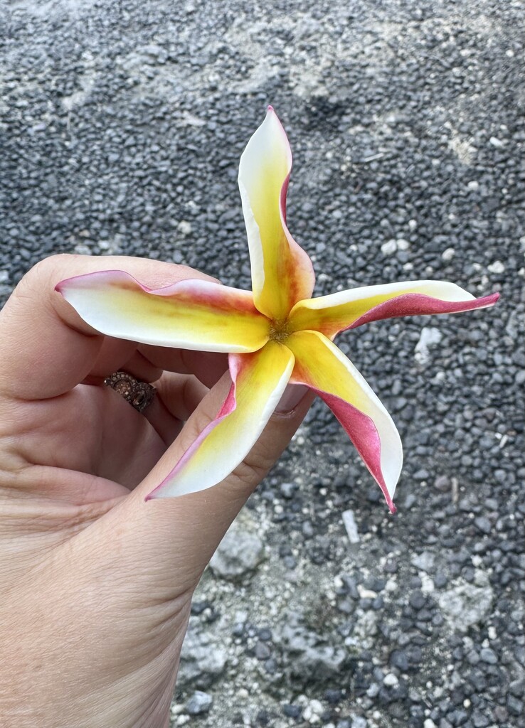 Exotic.  by cocobella
