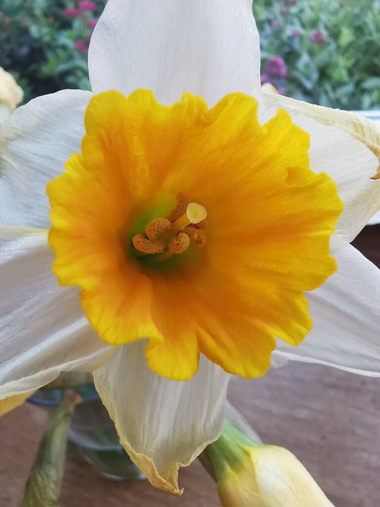 Easter daffodil or fried egg?  by plainjaneandnononsense