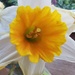 Easter daffodil or fried egg? 