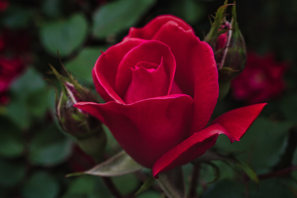 Roses are Red by k9photo