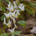 Dutchman breeches