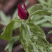prairie trillium