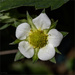 Strewberry Flower
