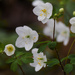 rue anemone