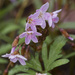 spring beauties