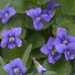 violets