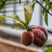 Peaches