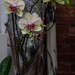 Orchid