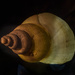 Spiral