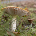 Fungus 
