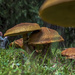 A group of