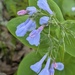 Virginia Bluebells